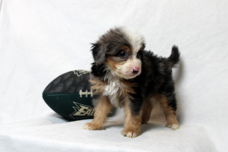 puppy, for, sale, Mini Bernedoodle F2, Matthew B. Stoltzfus, dog, breeder, Gap, PA, dog-breeder, puppy-for-sale, forsale, nearby, find, puppyfind, locator, puppylocator, aca